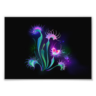 Impression Photo Dionaea attrape-mouche lumineuse