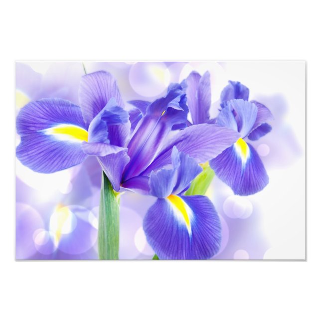 Impression photo d'iris (Devant)