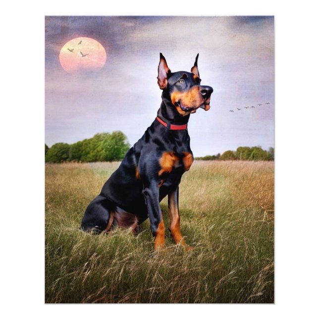 Impression Photo Doberman Pinscher (Devant)