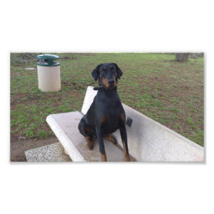 Impression Photo doberman pinting