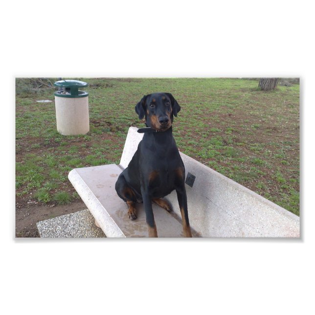 Impression Photo doberman pinting (Devant)