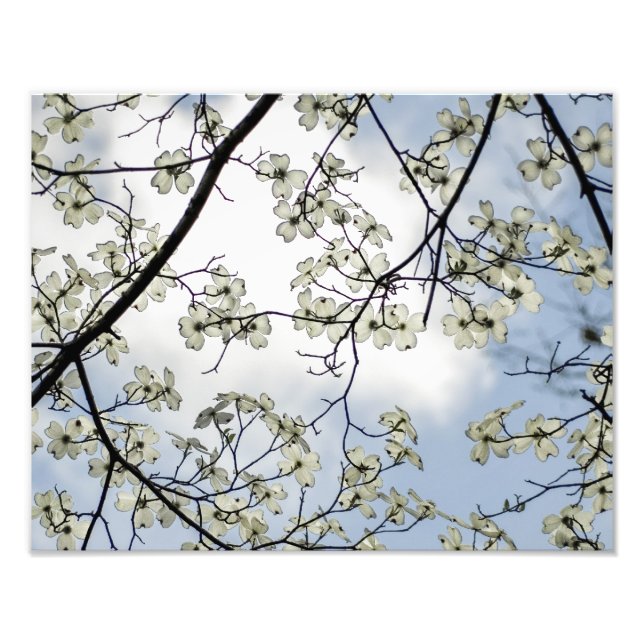 Impression Photo Dogwood Blossoms et Blue Sky (Devant)