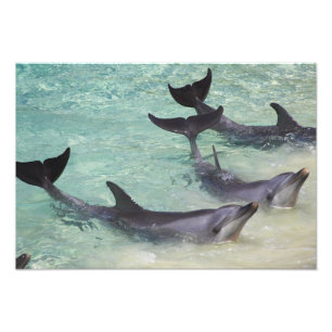 Impression Photo Dolphins, Sea World, Gold Coast, Queensland,