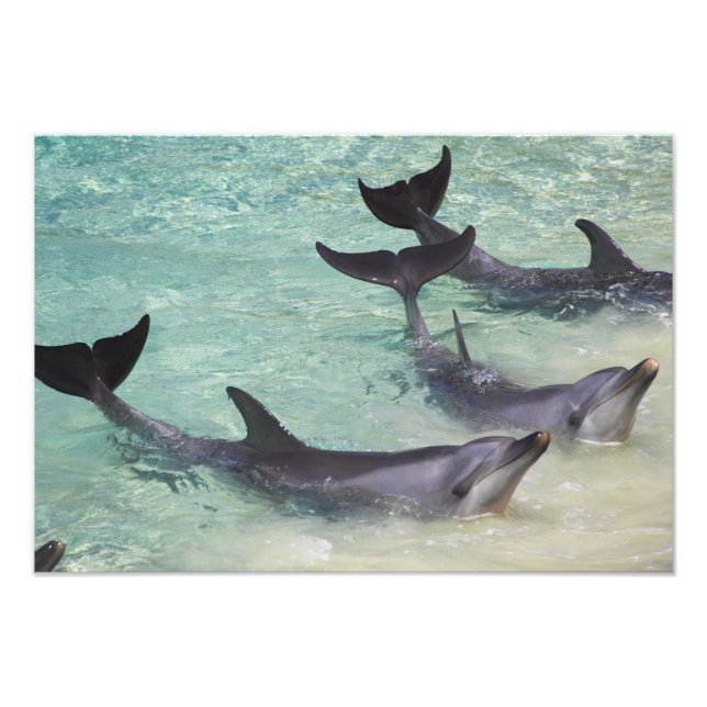Impression Photo Dolphins, Sea World, Gold Coast, Queensland, (Devant)