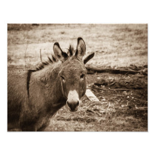 Impression Photo Donkey