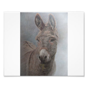 Impression Photo Donkey