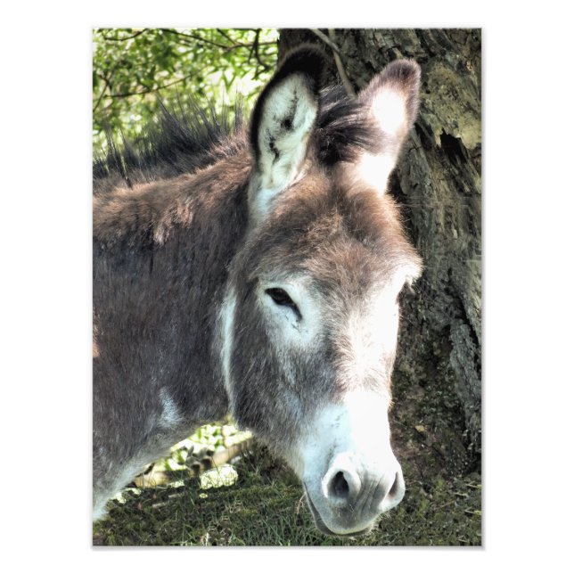 IMPRESSION PHOTO DONKEY (Devant)