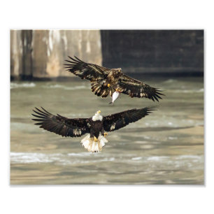 Impression Photo Donne-Moi Ce Poisson. (chasse à l'aigle)