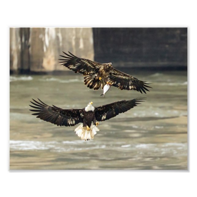 Impression Photo Donne-Moi Ce Poisson. (chasse à l'aigle) (Devant)