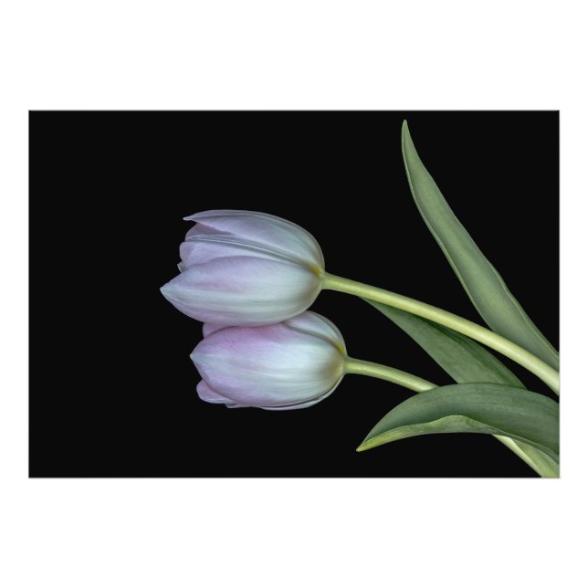 Impression Photo Dos tulipanes (Devant)