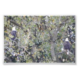 Impression Photo Double Eagle