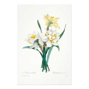 Impression Photo Double Narcisse, Pierre-Joseph Redouté, 1827