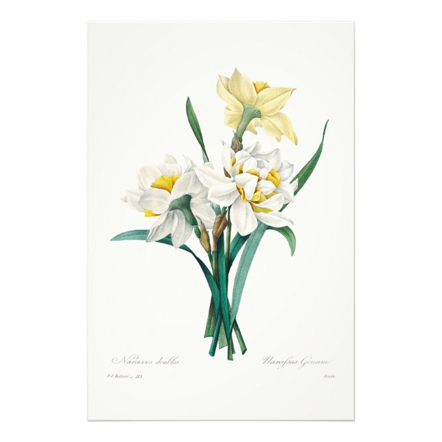 Impression Photo Double Narcisse,  Pierre-Joseph Redouté, 1827 (Devant)