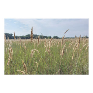 Impression Photo Douce Prairie d'Été