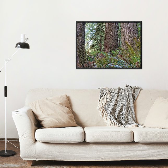 Impression Photo Douglas Fir Conifer Forest (In Situ Framed)