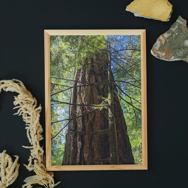 Impression Photo Douglas Fir Tree (In Situ Framed)