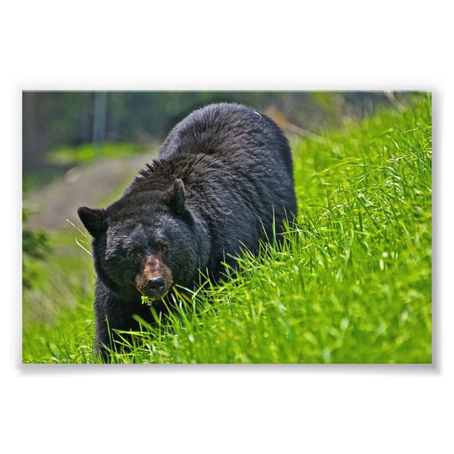 Impression photo d'ours noir (Devant)