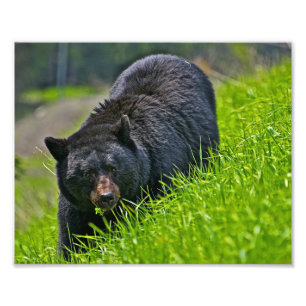 Impression photo d'ours noir