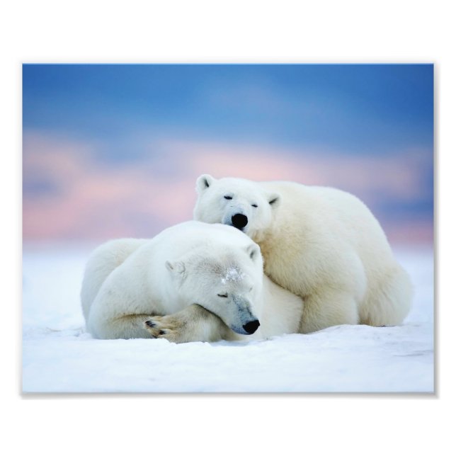 Impression photo d'ours polaires (Devant)