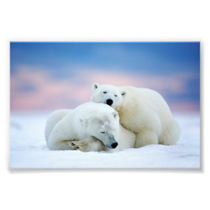 Impression photo d'ours polaires