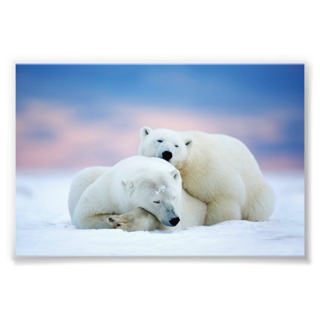 Impression photo d'ours polaires (Devant)