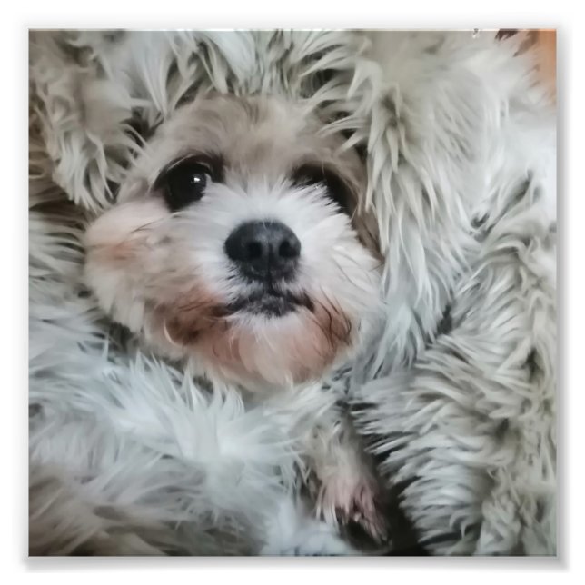 Impression Photo Doux chien (Devant)
