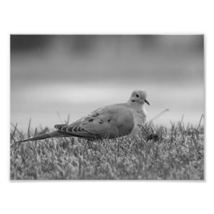 Impression photo Dove Bird