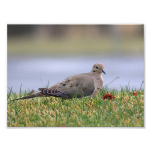 Impression Photo Dove Bird