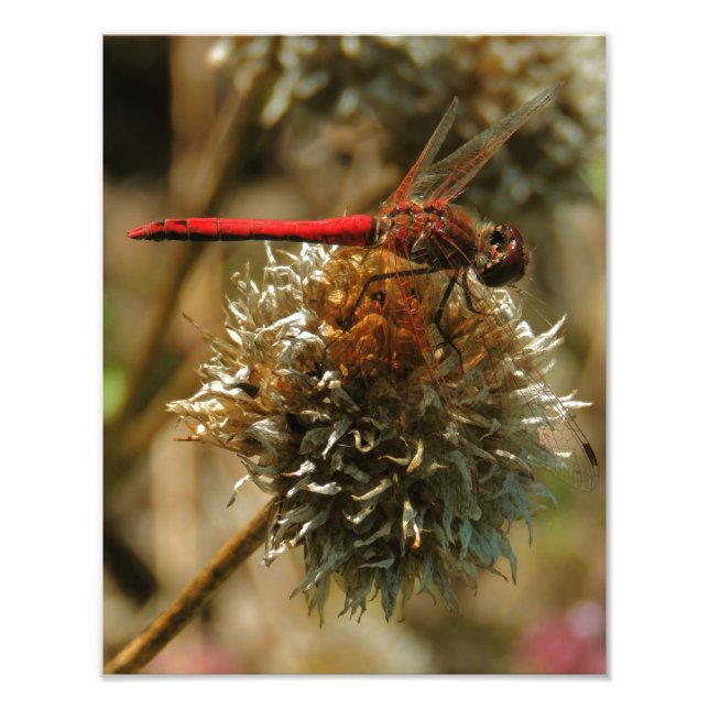 Impression Photo Dragonfly (Devant)