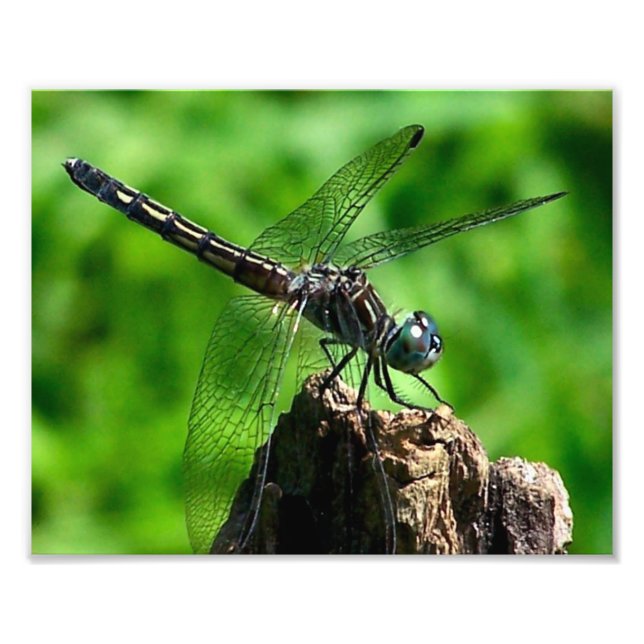Impression Photo Dragonfly Close Up Nature 8x10 (Devant)