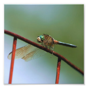 Impression Photo Dragonfly on Wire Fence Close 8x8