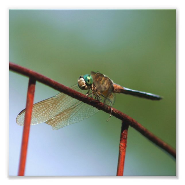 Impression Photo Dragonfly on Wire Fence Close 8x8 (Devant)