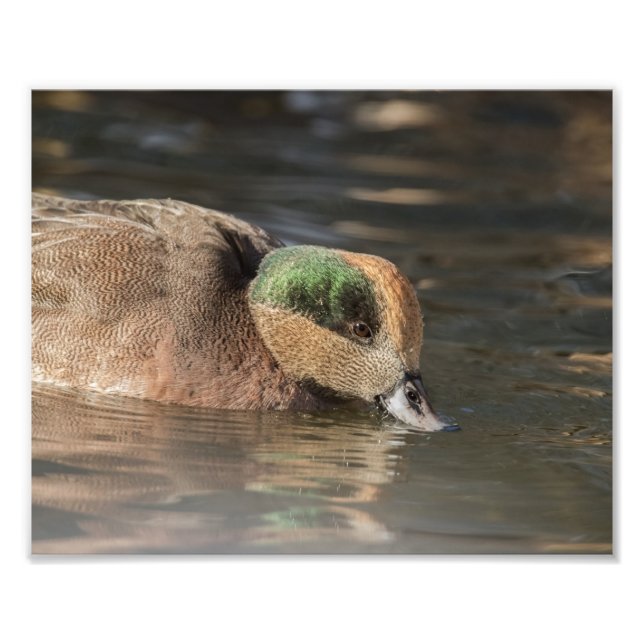 Impression Photo Drake American Wigeon Duck (Devant)