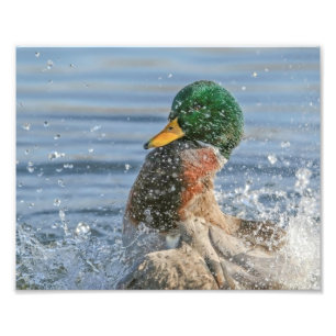Impression Photo Drake Mallard en train de faire un grand splash