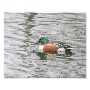 Impression Photo Drake Northern Shoveler in Rippled Water