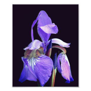 Impression Photo Drapeau bleu clair Iris Fleur 8x10