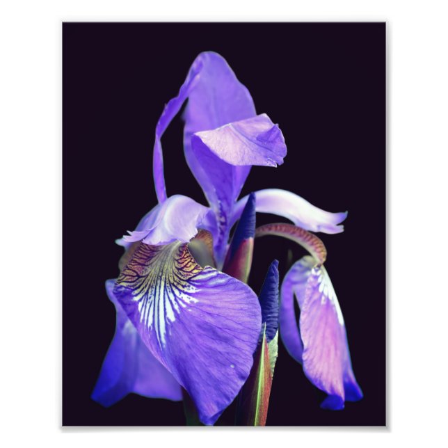 Impression Photo Drapeau bleu clair Iris Fleur 8x10 (Devant)