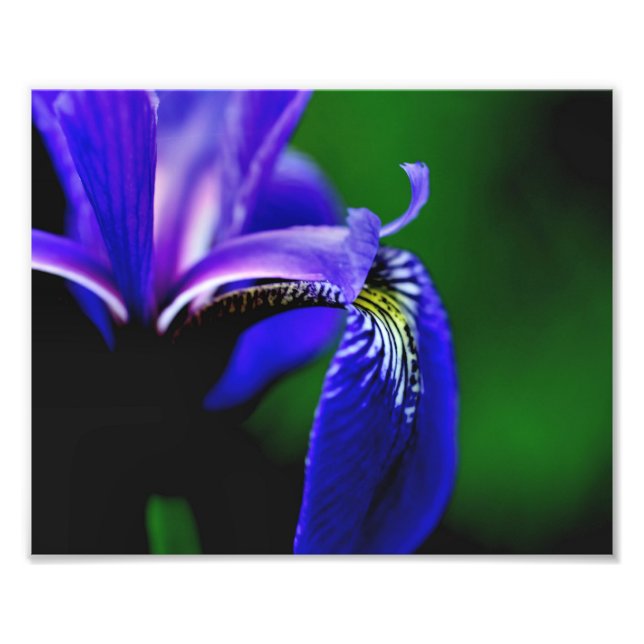 Impression Photo Drapeau bleu Iris Fleur Pétale 8x10 Gros plan (Devant)