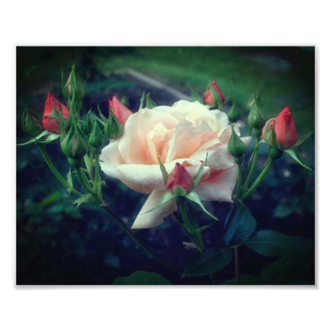 Impression Photo Dreamy Peach Rose Et Buds 8x10 (Devant)