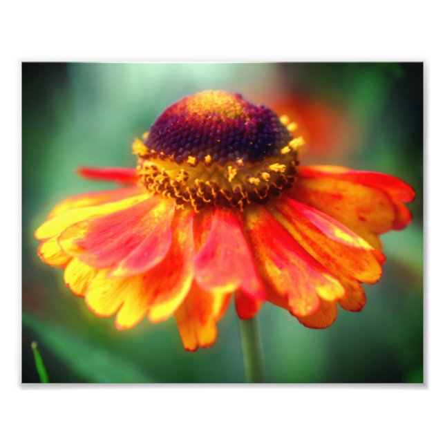 Impression Photo Dreamy Zinnia Flower 8x10 (Devant)