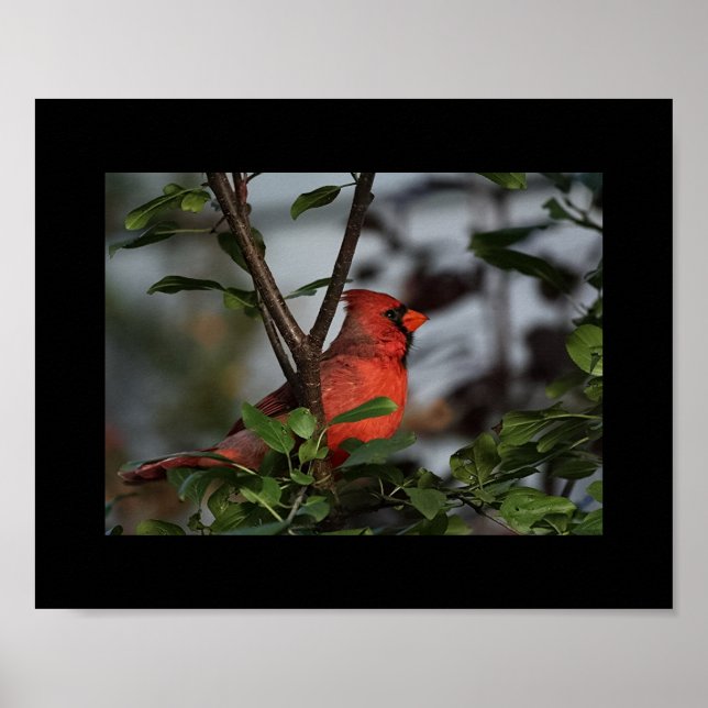 Impression photo du cardinal 8x10 (Devant)