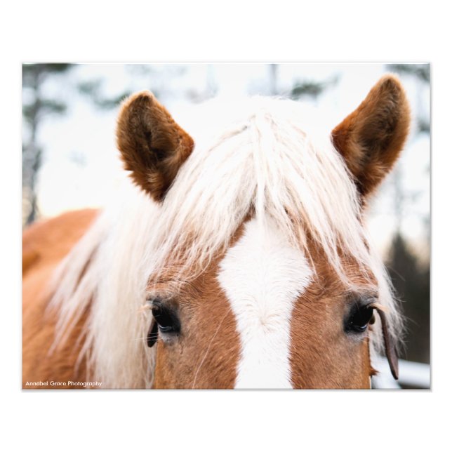 Impression photo du cheval (Devant)