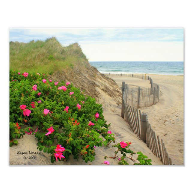 Impression Photo Dunes de sable et Roses de plage ~ Block Island, R (Devant)