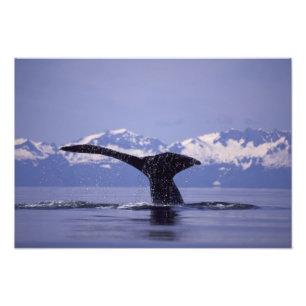 Impression Photo É.-U., Alaska, Passage Intérieur Baleine à bosse