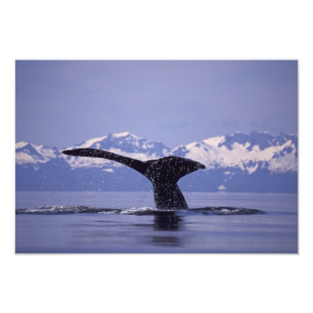 Impression Photo É.-U., Alaska, Passage Intérieur Baleine à bosse (Devant)