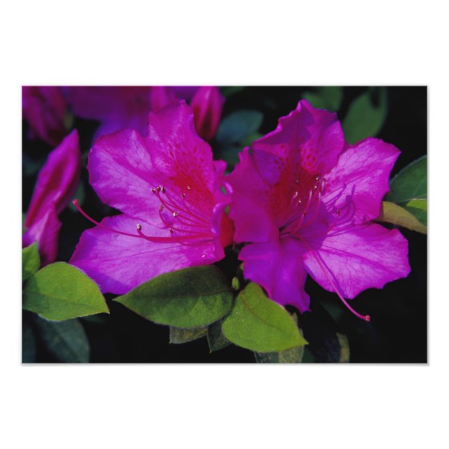 Impression Photo É.-U. Géorgie, Savannah. Azalée en fleurs. (Devant)