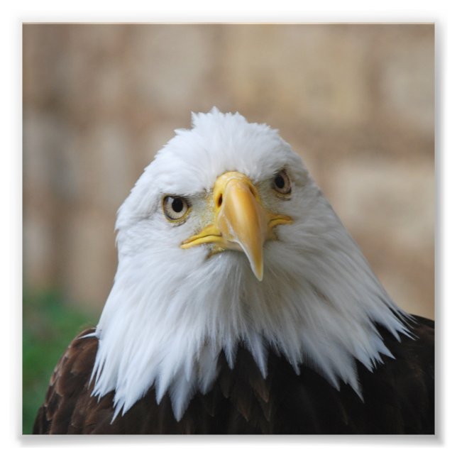 Impression Photo Eagle_2015_0201 (Devant)