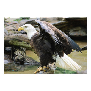 Impression Photo Eagle répandant des ailes