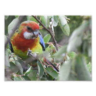Impression Photo Eastern Rosella mangeant avec bonheur