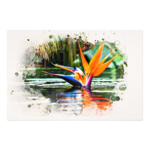 Impression Photo *~* Eau AP10 Flower Bird of Paradise QR Pond